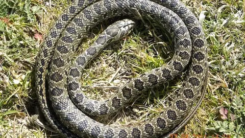As&iacute; rescatan a una serpiente en un centro de mayores de Algeciras