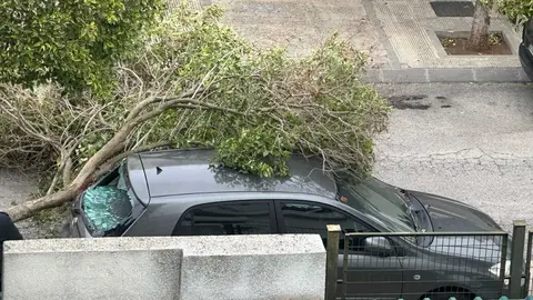 Un &aacute;rbol impacta contra la luna trasera de un coche en la calle S&eacute;neca | El MIRA