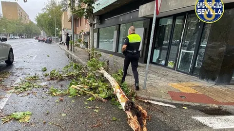 La lluvia y el viento hacen estragos en Sevilla. Estas son la incidencias del temporal (1)