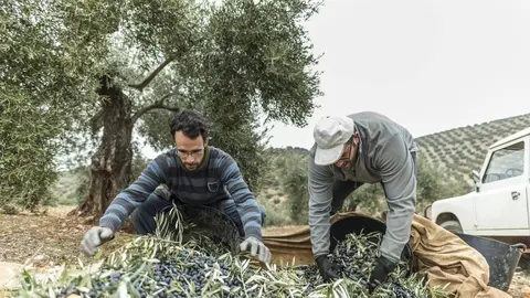 La campa&ntilde;a de la aceituna necesita trabajadores en Andaluc&iacute;a. Estos son los sueldos