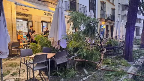 Ramas sobre una terraza de la Porvera