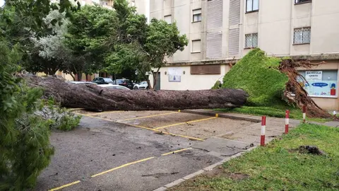 La borrasca Bernard arrasa con todo a su paso por Jerez