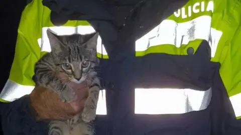 Un gato rescatado en Jerez por la Polic&iacute;a Local tras el paso de la borrasca Bernard