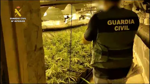 Plantaci&oacute;n de marihuana localizada en Jerez