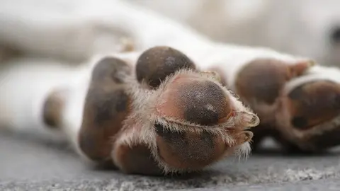 As&iacute; mata a golpes al perro de su pareja en C&aacute;diz