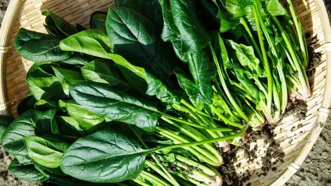 5 alimentos recomendables que debes consumir para gozar de buena salud en oto&ntilde;o en Andaluc&iacute;a