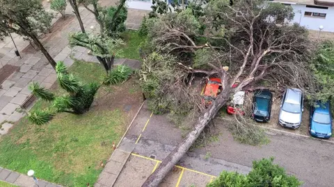 &Aacute;rbol ca&iacute;do en El Bosque tras el paso de la borrasca Bernard