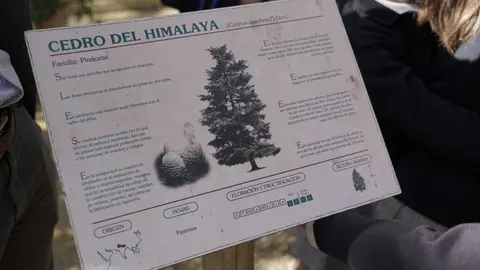 El cedro del Himalaya, en la preselecci&oacute;n del &aacute;rbol del a&ntilde;o 2024 (1)