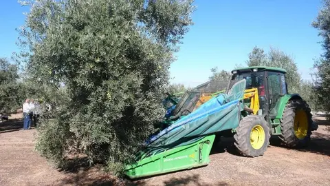 Mata a un capataz en un tajo de aceituna en Ja&eacute;n. Era su primer d&iacute;a de trabajo