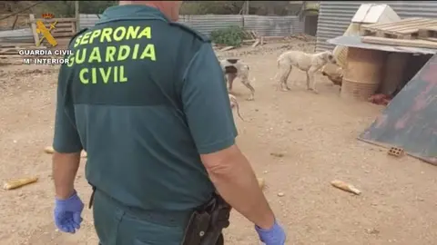 Todo lo que se sabe sobre el veterinario detenido en Ja&eacute;n por la mutilaci&oacute;n de 1.100 perros