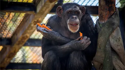 Chimpanc&eacute; Lul&uacute; del Zoo de Jerez