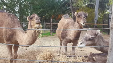 Camellos reales en el Zoobot&aacute;nico de Jerez