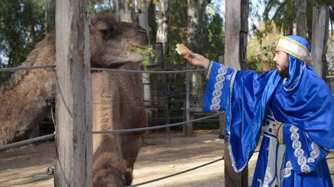 Asad y los camellos reales