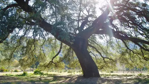 Chaparro de la Vega en Sevilla