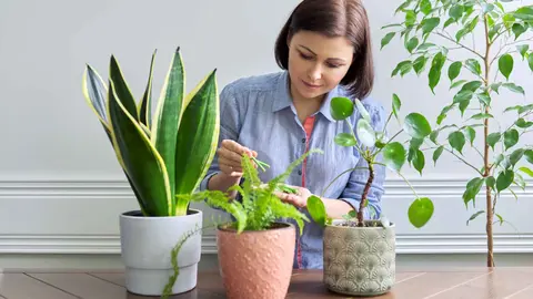 Varitas fertilizantes COMPO de El Corte Ingl&eacute;s