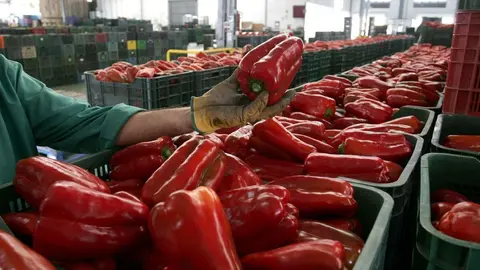 Andaluc&iacute;a sigue imparable: R&eacute;cord en exportaciones de hortalizas facturando 3.181 millones