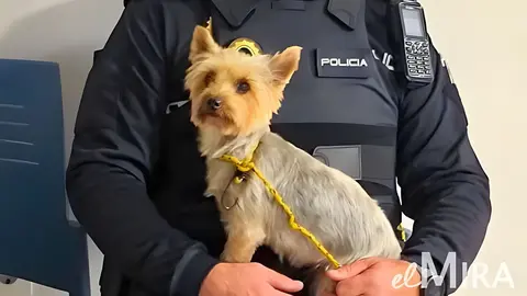 Perro encontrado de madrugada en Jerez tras las Campanadas de A&ntilde;o Nuevo