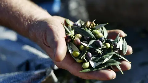 Intervienen 23 toneladas de aceite sin permisos y 25 de aceitunas en descomposici&oacute;n en Sevilla