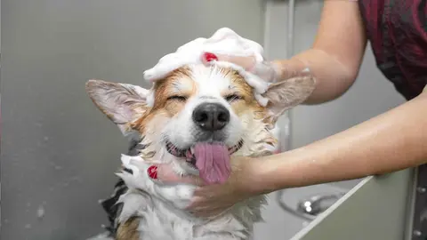 Una cuidadora limpiando un perro