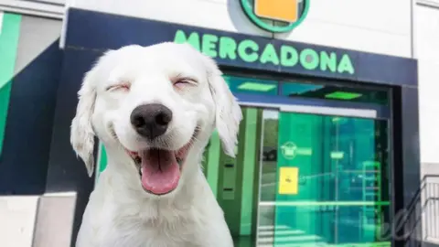 Los mejores snacks para perros de Mercadona