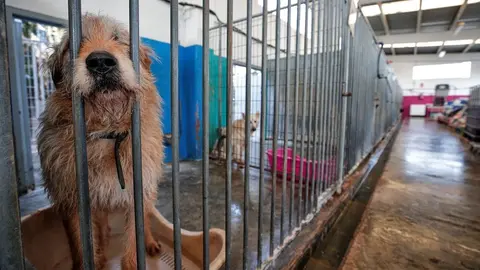Salvaje maltrato a 100 perros y gatos en Almer&iacute;a. La gerente de un refugio en el punto de mira