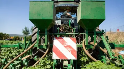 El drama del campo andaluz. Las nuevas medidas planteadas por Pedro S&aacute;nchez son insuficientes