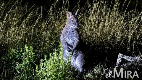Canguro localizado por el equipo de grabaci&oacute;n de El MIRA | Cristo Garc&iacute;a