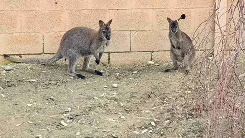 El canguro m&aacute;s famoso de Jerez ya est&aacute; junto a los suyos en el Zoobot&aacute;nico de Jerez | Cristo Garc&iacute;a