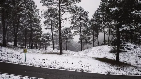 La nieve ha llegado hasta Grazalema