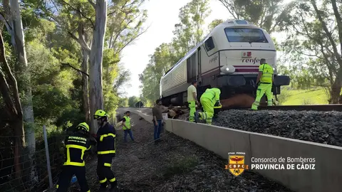 Un tren de pasajeros arrolla a 8 vacas en Jimena