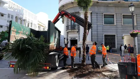 Plantaci&oacute;n de palmeras en la Plaza del Arenal de Jerez (2)