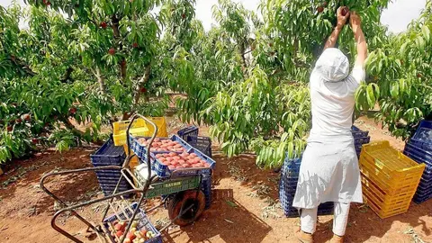 Una persona recogiendo fruta