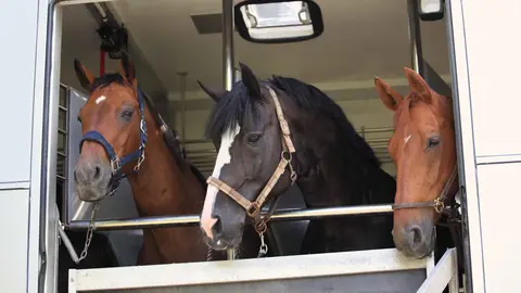 Caballos en un veh&iacute;culo de transporte