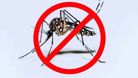 Adi&oacute;s mosquitos con la soluci&oacute;n que triunfa en Amazon para acabar con los insectos