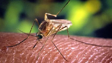 Andaluc&iacute;a pone el foco en 127 municipios por la incidencia del Virus del Nilo