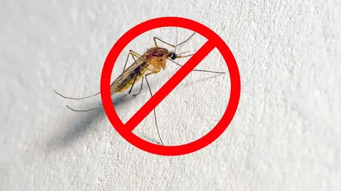 Adi&oacute;s a los mosquitos e insectos en casa