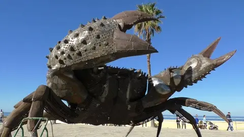 Cangrejos gigantes en Chipiona