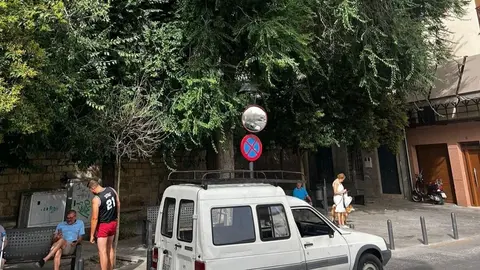 Imagen de un arb&oacute;l en Ja&eacute;n