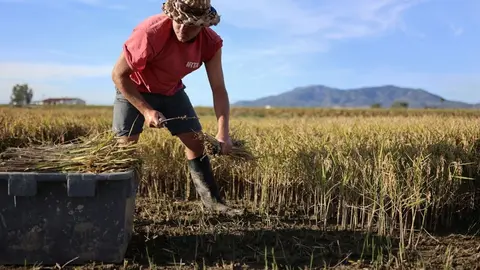 El SEPE ha confirmado que hay vacantes para trabajar en el campo en Andaluc&iacute;a