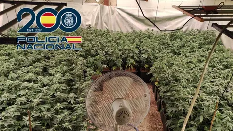 Plantaciones indoor de marihuana en Jerez