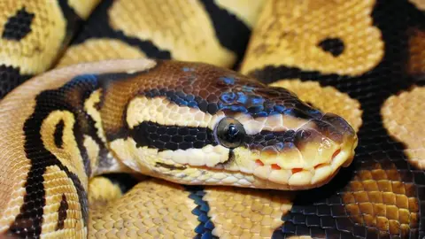 Imagen de la serpiente