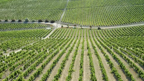 Vendimia en el Marco de Jerez | Consejo Regulador