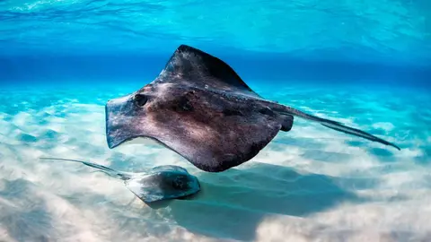 Pez raya en las costas del Mediterr&aacute;neo