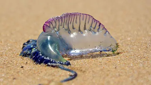 Carabela portuguesas en las costas espa&ntilde;olas