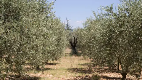  AGR De Prado, la empresa espa&ntilde;ola dedicada a la asesor&iacute;a y consultor&iacute;a agr&iacute;cola para cultivos de olivar y almendro en constante expansi&oacute;n 