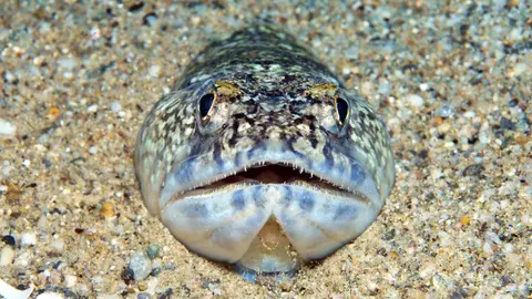 Pez Ara&ntilde;a - Trachinus draco