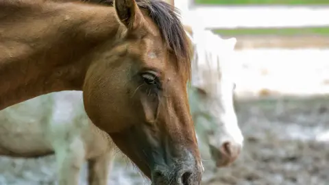 Un caballo en una foto de archivo