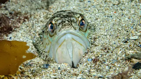 Pez ara&ntilde;a en las costas de Espa&ntilde;a