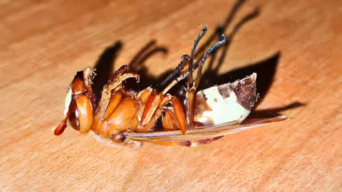 Avispa Vespa Velutina localizada en Jerez