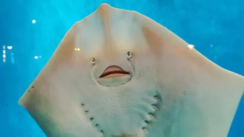 Mantarraya en La Coru&ntilde;a, Espa&ntilde;a